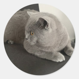 schotse fold cat sticker