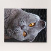 Schotse Fold Kat Stamboom Legpuzzel (Horizontaal)