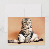 Schotse gevouwen kat zittend op een bank Postcross Briefkaart (Voorkant / Achterkant)