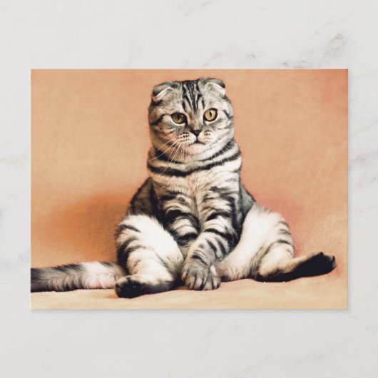 Schotse gevouwen kat zittend op een bank Postcross Briefkaart (Voorkant)