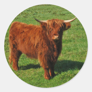 Schotse Highland Cattle Stickers