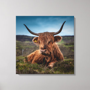 Schotse Highland Koe Longhorn Stier Rancher Canvas Afdruk