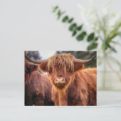 Schotse hoogland Koe Briefkaart (Staand voorkant)