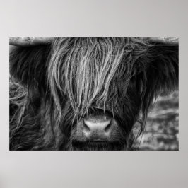 Schotse hoogland Koe, Highlander, Highland Cattle Poster