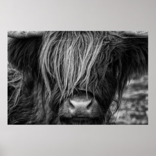 Schotse hoogland Koe, Highlander, Highland Cattle Poster