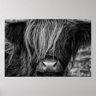 Schotse hoogland Koe, Highlander, Highland Cattle Poster