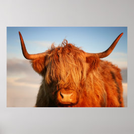 Schotse hoogland Koe in Schotland, Highlander Poster