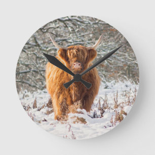 Schotse hoogland koe in sneeuw ronde klok