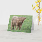 Schotse hoogland koe kaart (Gele Bloem)