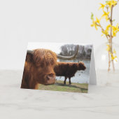 Schotse Hoogland Rundvee ~ kaart (Gele Bloem)