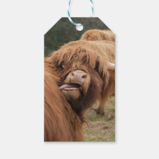 Schotse Hooglandkoe foto Cadeaulabel