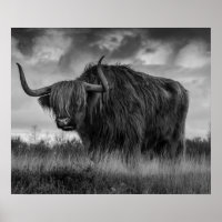Schotse Hooglandkoe roodbont monotone Post