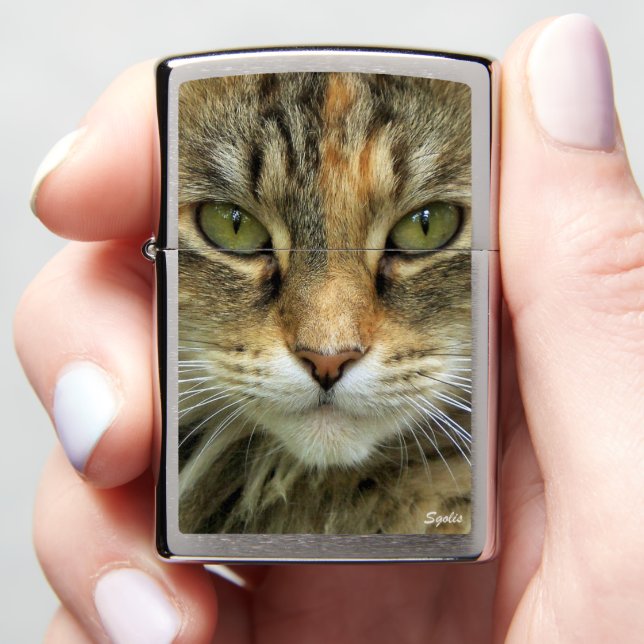 Schotse kat met groene ogen foto (In Hand)