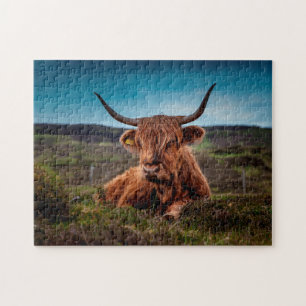Schotse ossen. legpuzzel
