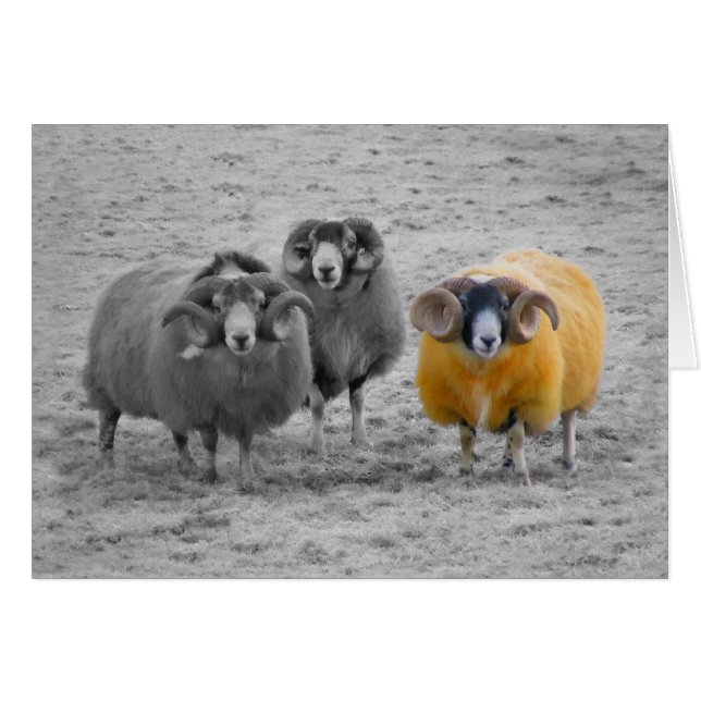 Schotse rammen (Voorkant Horizontaal)