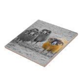 Schotse rammen tegeltje (Zijkant)