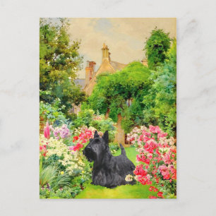 Schotse Terrier Ansichtkaart Briefkaart