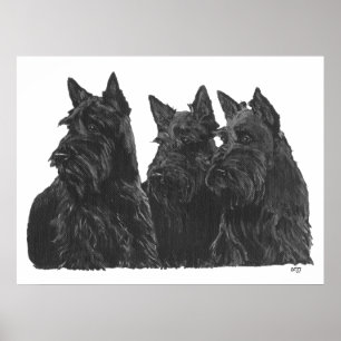 Schotse Terrier Poster