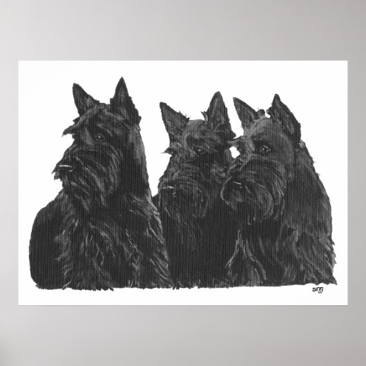 Schotse Terrier Poster (Voorkant)