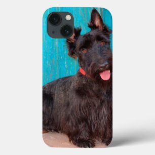 Schotse terriër zittend naast kleurrijke deur iPhone 13 hoesje