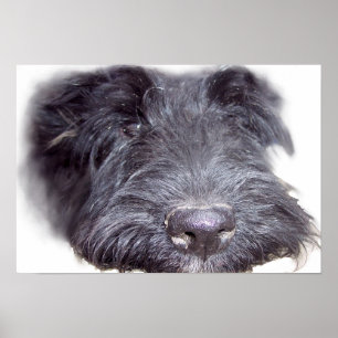 Schotse Terrier zwart, hondenhoofd close-up neus Poster
