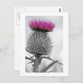 Schotse Thistle Briefkaart (Voorkant / Achterkant)
