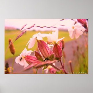 schottenbloem poster