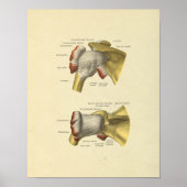 Schouder gezamenlijke Botten Anatomie Print (Voorkant)
