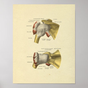 Schouder gezamenlijke Botten Anatomie Print