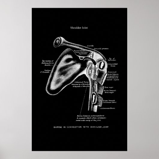 Schouder Joint Anatomy Wall Decor Poster (Voorkant)
