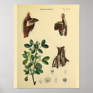 Schoudernekspieren Anatomie Kunst Afdrukken Poster