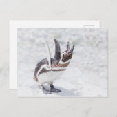 Schouderpinguïn Briefkaart (Voorkant / Achterkant)