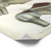 Schouderspieren  Anatomie Afdrukken Poster (Hoek)