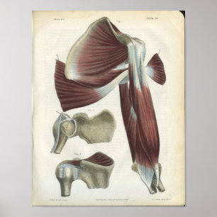 Schouderspieren Anatomie Afdrukken Poster