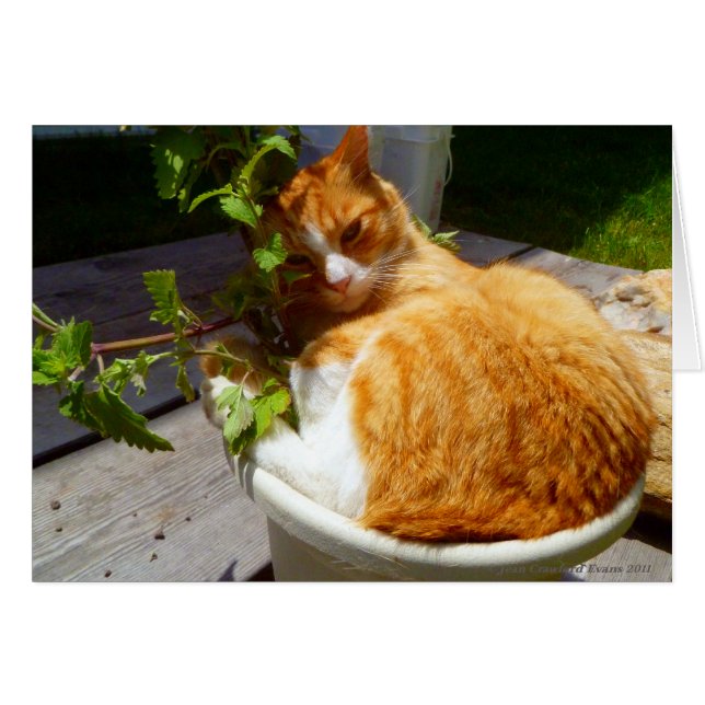 Schrapper in een pot (Voorkant Horizontaal)