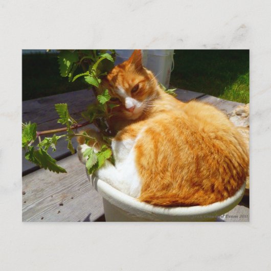 Schrapper in een pot briefkaart (Voorkant)