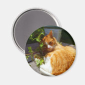 Schrapper in een pot magneet (Voorkant / Achterkant)