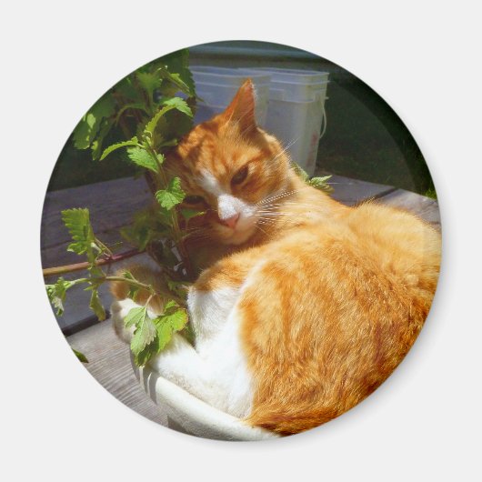 Schrapper in een pot magneet (Voorkant)