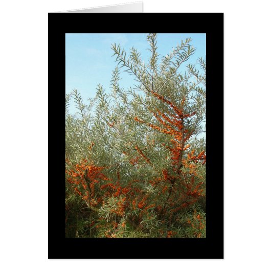 Schrob met Oranje bessen (Voorkant)