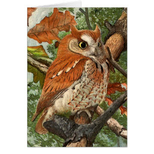 Schroefboomkorren (bruine fase)