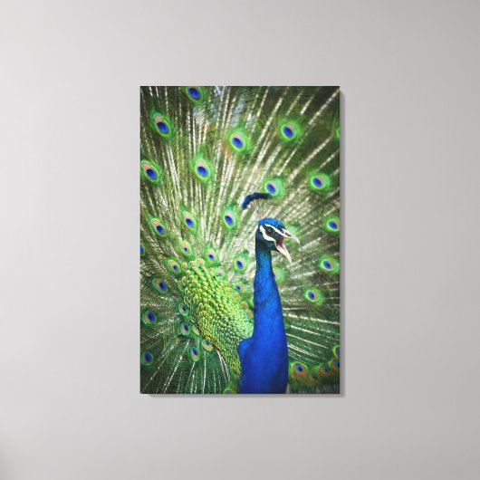 Schroefpauw Canvas Afdruk (Voorkant)
