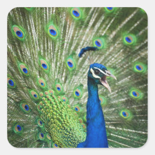 Schroefpauw Vierkante Sticker