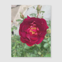 schuchtere magneet voor Roos