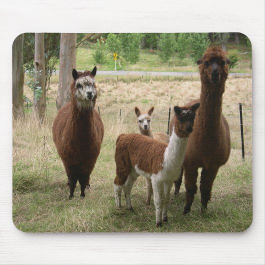 Schudbruine alpaca's in de dierentuin muismat (Voorkant)