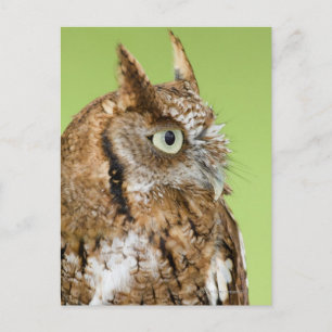 Schuif-uil portret briefkaart