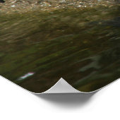 Schuifschildpadden in rijfoto poster (Hoek)