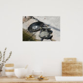 Schuifschildpadden in rijfoto poster (Keuken)