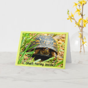 Schuilen in schildpad Kaart