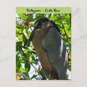 Schuitbekreiger in Tortuguero - Costa Rica Briefkaart