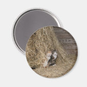 Schuur kat magneet (Voorkant / Achterkant)